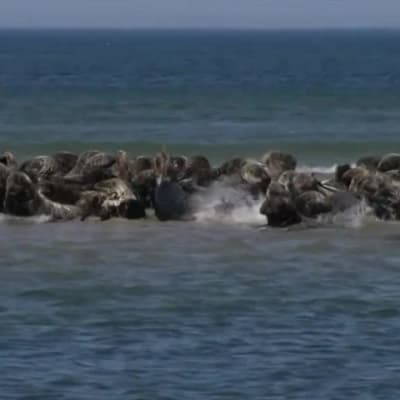 Uutisvideot: Kilometrikaupalla hylkeitä Monomoyn saarella