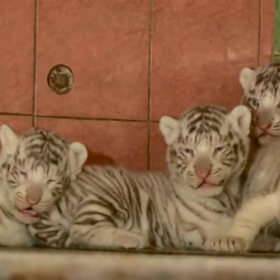 Uutisvideot: Neljä valkoista tiikerinpentua syntyi Liettuassa