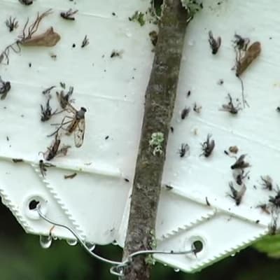 Vattumatojen torjuntaa ansoilla