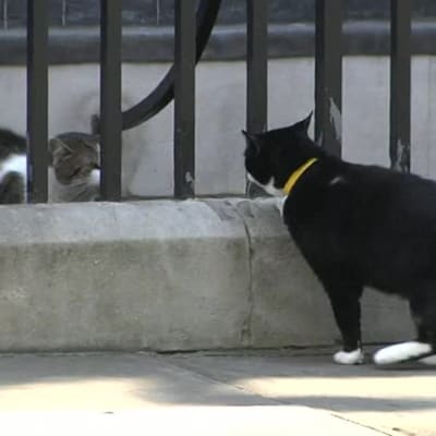 Uutisvideot: Poliittinen kissatappelu Britanniassa