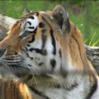Urheilujuttuja: Amurin tiikerit tiukoilla