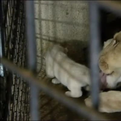 Uutisvideot: Valkoisia leijonanpentuja Georgiassa