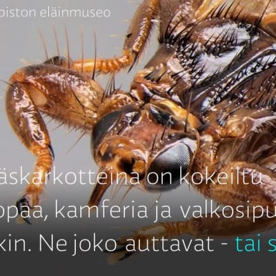Yle Uutiset Häme: Näin vältyt hirvikärpäsiltä