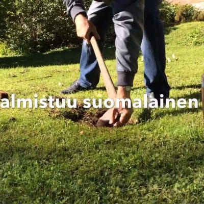 Yle Uutiset Häme: Loimukoivusta kitaraksi