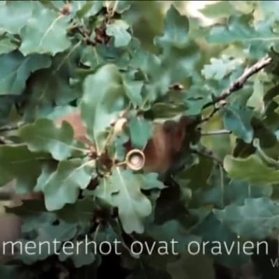 Yle Uutiset Häme: Orava hamstraa talven varalle