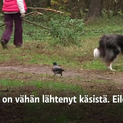 Yle Uutiset Uusimaa: Lenkillä varisten kanssa