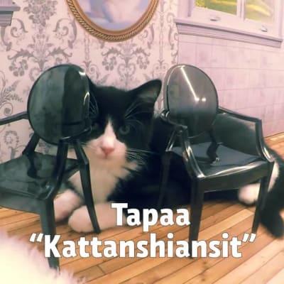 Uutisvideot: Tapaa “Kattarshiansit” - Islannin kuuluisimmat kissat