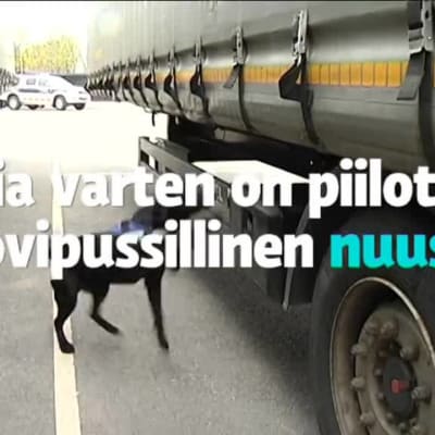 Yle Uutiset Lounais-Suomi: Nuuskakoira Onni löytää harjoituskätkön alle minuutissa