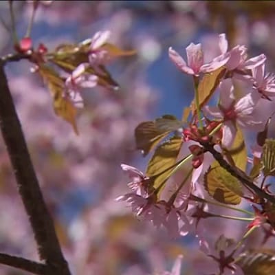 Uutisvideot: Kukkaan puhjenneet kirsikkapuut houkuttelivat helsinkiläiset liikkeelle