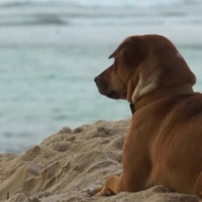 Uutisvideot: Eläinsuojelujärjestö: Turisteille kaupataan salaa koiranlihaa