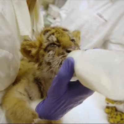 Uutisvideot: Kalifornialaisteini yritti salakuljettaa tiikerinpennun Meksikosta Yhdysvaltoihin