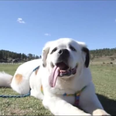 Uutisvideot: Mochi-koiralla on maailman pisin kieli