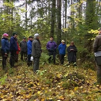 Yle Uutiset Pirkanmaa: Metsänomistajia koulutetaan metsien monimuotoisuuden säästämiseen