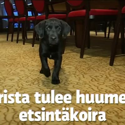 Yle Uutiset Lounais-Suomi: Lounais-Suomen poliisilaitos sai koiranpennun lahjoituksena