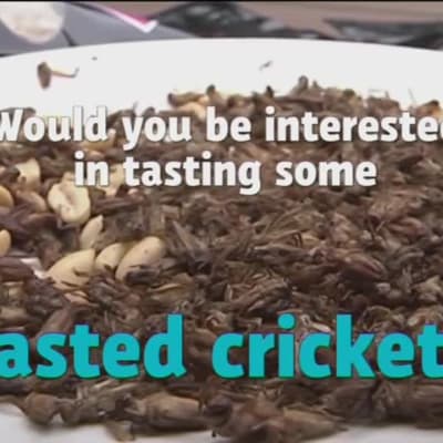 Uutisvideot: "Gold rush" for cricket snacks startup as Finland legalises edible insects