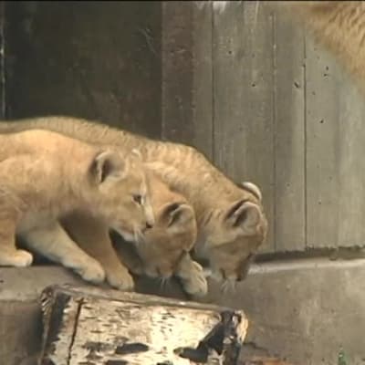Uutisvideot: Tutkija ihmeissään: Leijonistaan tunnettu ruotsalainen eläintarha tappaa syntyvät "ylimääräiset" leijonanpennut
