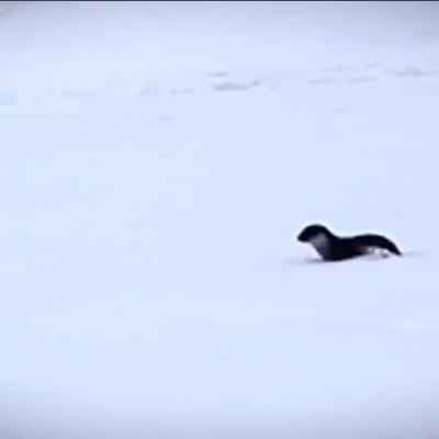 Saukko juoksentelee oppilaitoksen pihalla