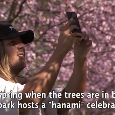 Cherry trees blooming ahead of Hanami