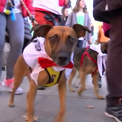 Hundmarsch i Madrid