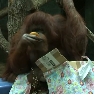 Mansikkakakkua ja eksoottisia hedelmiä – Pariisin eläintarhan vanhin asukas vietti 50-vuotisjuhliaan