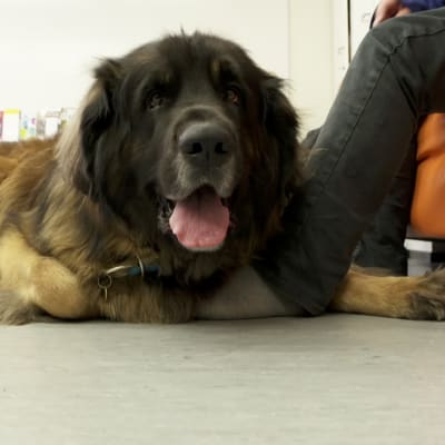 "Siitä tulee vaan aina parempi päivä, kun näkee Kyöstin"