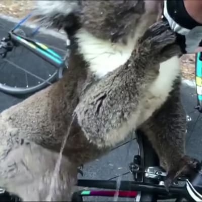Janoinen koala kiipesi juomaan pyörän kyytiin – Australian eteläosissa tukala helle jatkuu