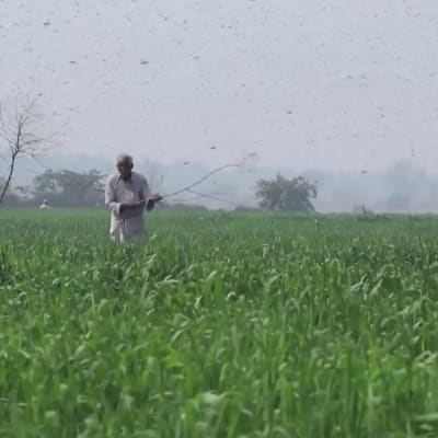 Heinäsirkat valtaavat Pakistanin viljelykset