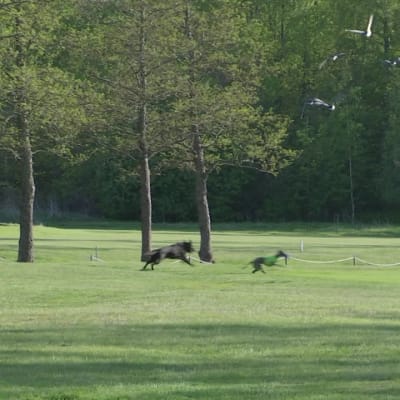 Näin koirat häätävät valkoposkihanhet pois golfkentältä - viidessä viikossa hanhet vähenivät sadoista muutamiin