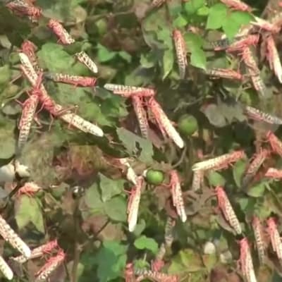 Heinäsirkkaparvet tuhoavat nyt satoa Pakistanissa