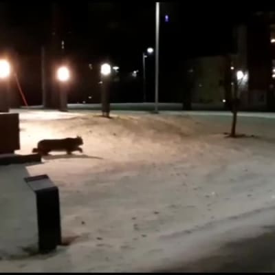 Yöhoitaja Satu Mäkinen kuvasi ilveksen vanhainkodin pihalla yöllä Tampereella