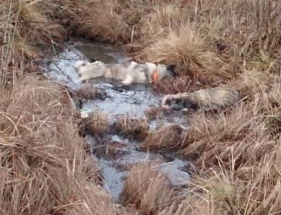Döda djur i dike efter att ha fått stöt från trasig elkabel