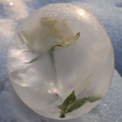 Valkoinen ruusu pallon muotoisessa jäälyhdyssä