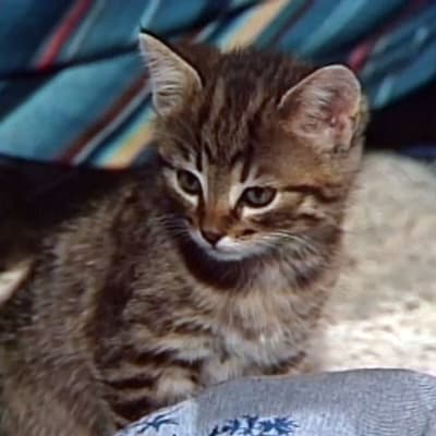 En kattunge