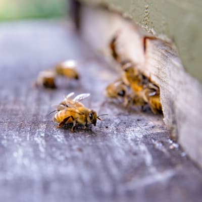 Mehiläisiä tarhalla