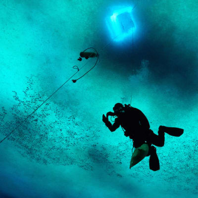 En dykare dyker under isen i Antarktis. 