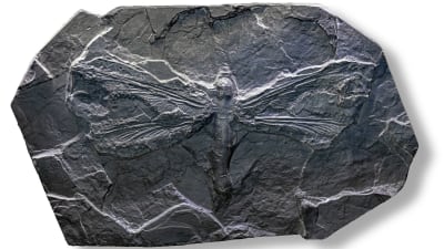 300 miljoner år gammalt fossil av en trollslända.