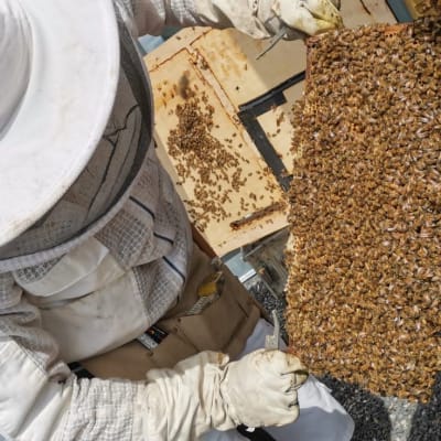 Mehiläistenhoitaja Teemu Aittamaa pitää kennoa käsissään