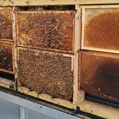 Mehiläspesä ja mehiläisiä