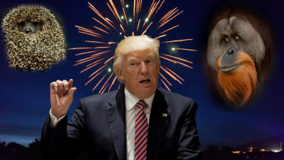 Ett bildmontage med Donald Trump, en igelkott och en orangutang.