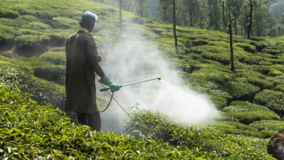 En anställd på en plantage i delstaten Kerala i Indien sprutar bekämpningsmedel.