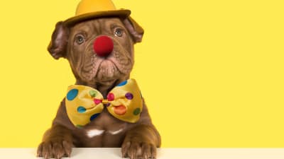 En hund med en röd lösnäsa och gul hatt och färggrann fluga.