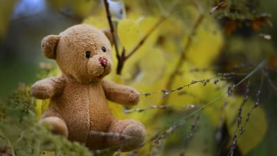 Ensam teddybjörn i naturen.