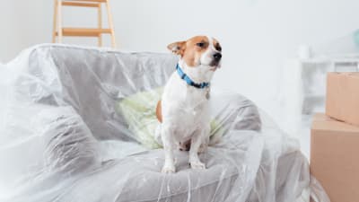 En hund sitter på en soffa som är överdragen med renoveringsplast. 