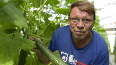 Martin Westerberg har odlat gurka i Yttermark i 40 år.