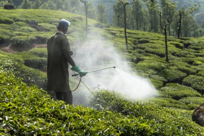 En anställd på en plantage i delstaten Kerala i Indien sprutar bekämpningsmedel.