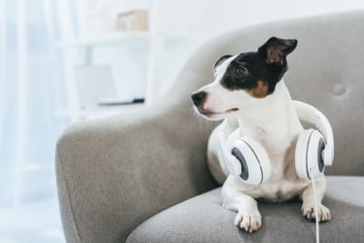 Hund (jack russel terrier) ligger på soffa med hörlurar runt halsen