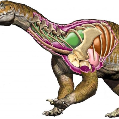 Piirroskuva dinosauruksesta, jonka kylki on auki, joten keuhkot, keuhkoputki, kulkiluut ja niiden välissä olevat ilmapussit näkyvät.