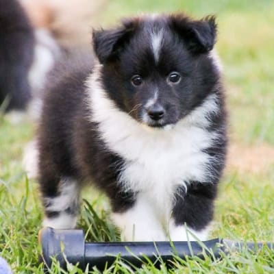 Hundvalp av rasen Shetland sheepdog, 
