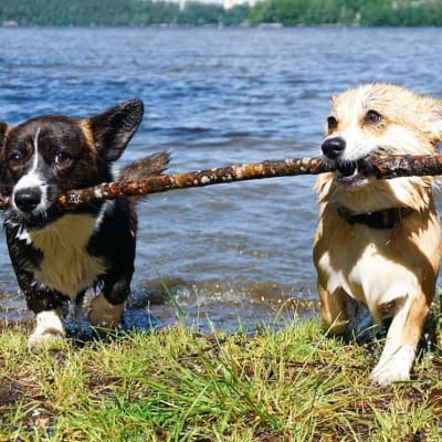 Corgikaverit Balto ja Tuutti Talvitien päässä olevalla rannalla Tampereen Härmälässä.