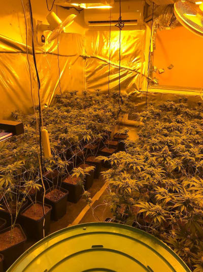 Cannabisplantor i ett odlingsrum.